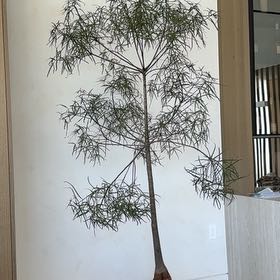 Photo of the plant species Queensland Bottle Tree by @NewCarrot68 named Plato on Greg, the plant care app