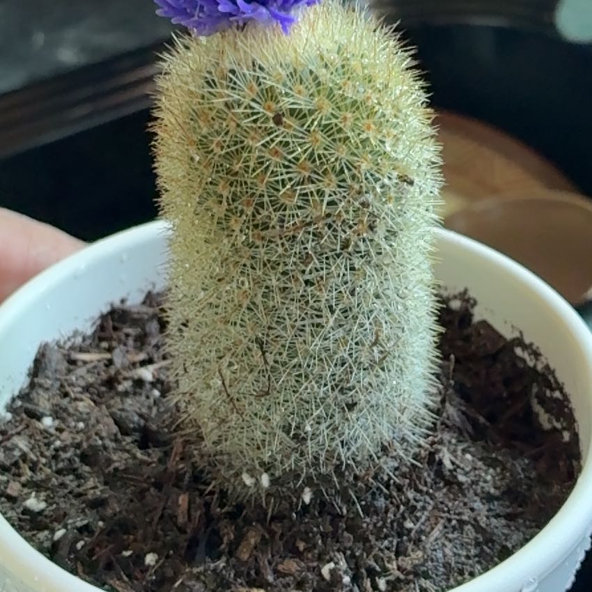 Photo of the plant species Texas Rainbow Cactus by @ResolvedMoss14 named Sage on Greg, the plant care app