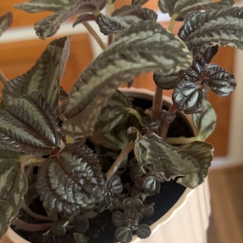 Photo of the plant species Pilea 'Pan Am' by @DecorousPeyote4 named Eva on Greg, the plant care app