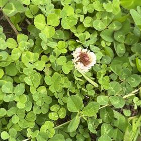 Photo of the plant species Ornamental Clover by @HandyUngnadia19 named Sproutacus on Greg, the plant care app