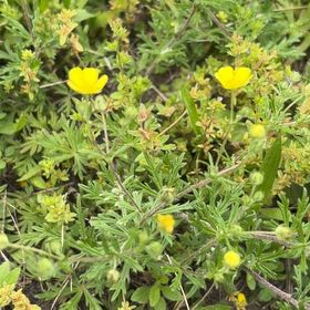 Photo of the plant species Widdy by @HandyUngnadia19 named Bruce Lee on Greg, the plant care app