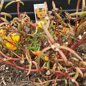 Photo of the plant species Sea Purslane by @GemOmnom84 named Sir Plancelot on Greg, the plant care app