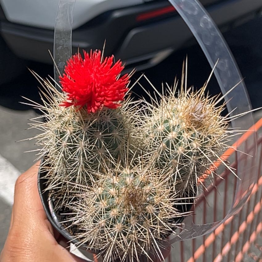 Photo of the plant species Engelmann's Hedgehog Cactus by @NeatLipandra21 named Mollie on Greg, the plant care app