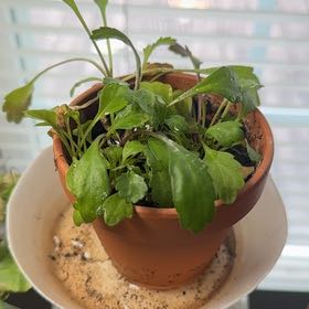 Photo of the plant species Bruisewort by @KeyLantana37 named Rainier on Greg, the plant care app