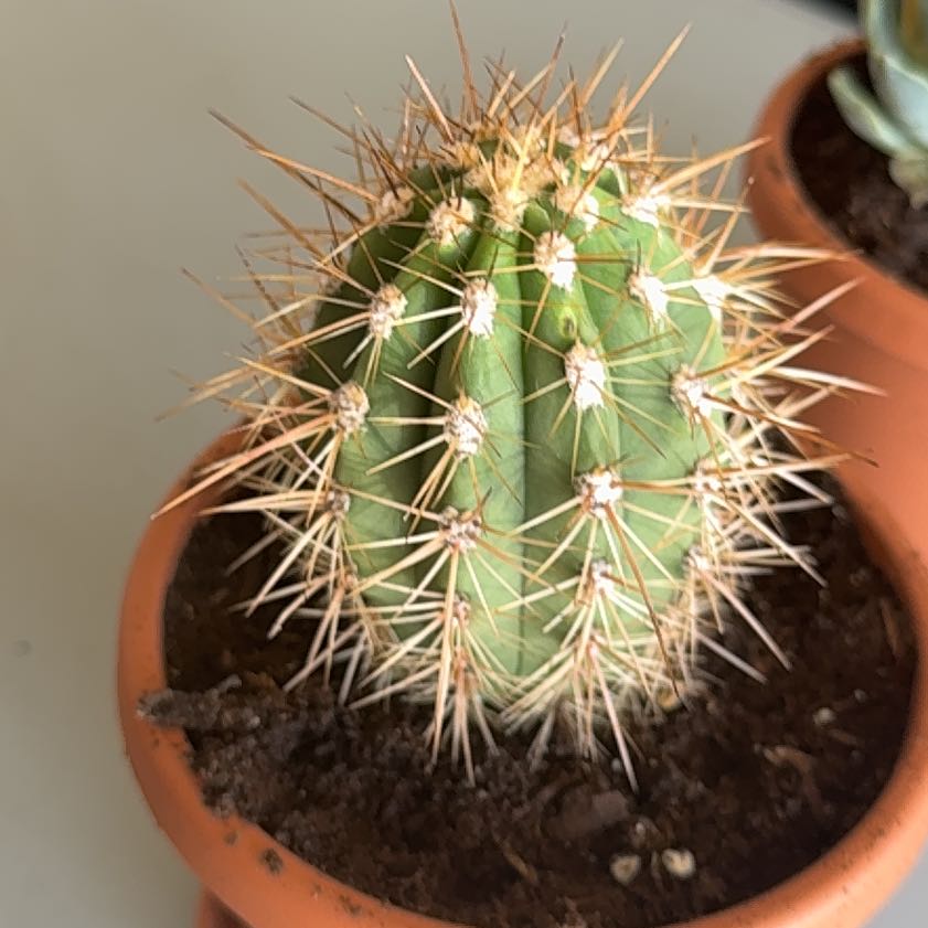 Photo of the plant species Trichocereus tarijensis 'Poco' by @DandyCarrot36 named Cash jr on Greg, the plant care app