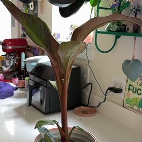 Photo of the plant species Ethiopian Banana by @ColorfulHome named Lovey on Greg, the plant care app