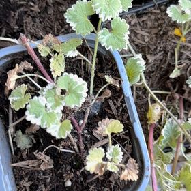 Photo of the plant species Gill-Over-The-Ground by @ColorfulHome named Khaleesi on Greg, the plant care app