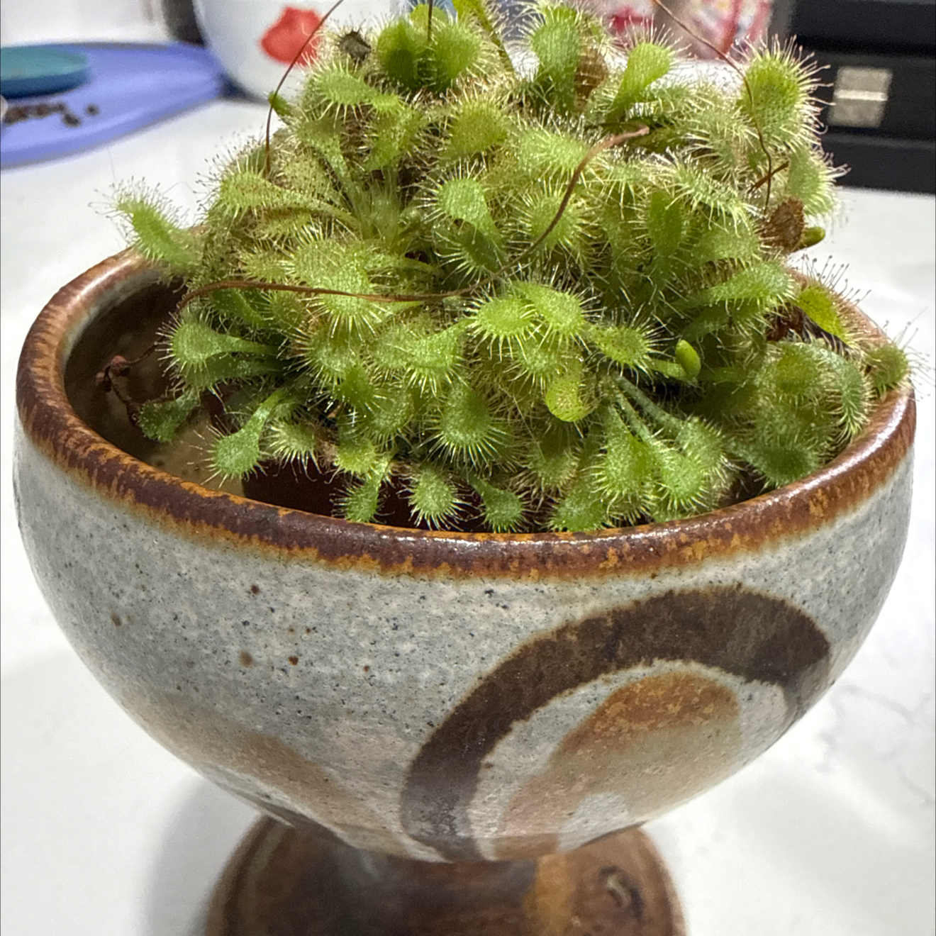 Photo of the plant species Spoon-Leaved Sundew by @ColorfulHome named Carni on Greg, the plant care app