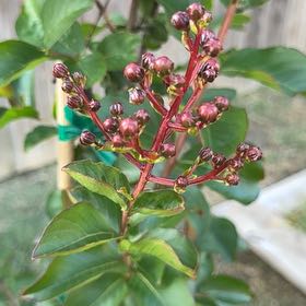 Photo of the plant species Cape Myrtle by @PopularRamshorn named Navajo on Greg, the plant care app