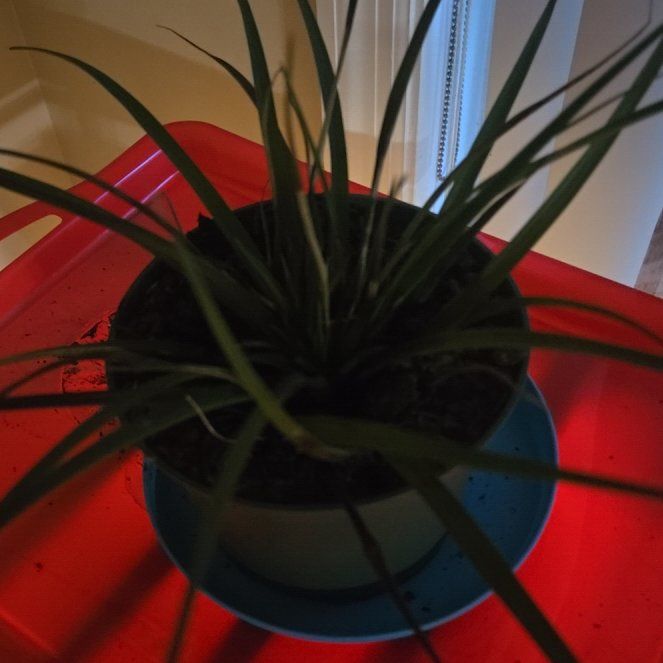 Photo of the plant species Pink Quill by @SacredPlanty68 named Taylor Swift on Greg, the plant care app