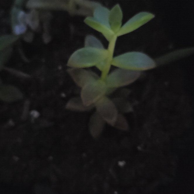 Photo of the plant species Sea Sandwort by @SacredPlanty68 named Hamilton on Greg, the plant care app