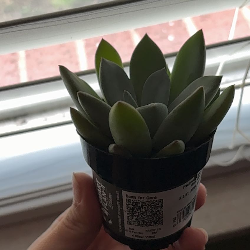 Photo of the plant species Pachyveria 'Blue Quartz' by @DecisiveJade91 named Lavender on Greg, the plant care app