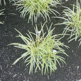 Photo of the plant species Yellow Oleander by @KeyJubaea28 named Rainier on Greg, the plant care app