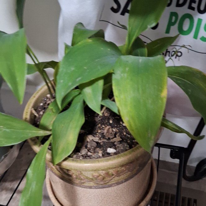 Photo of the plant species May Bells by @SageMingthing85 named Gates on Greg, the plant care app