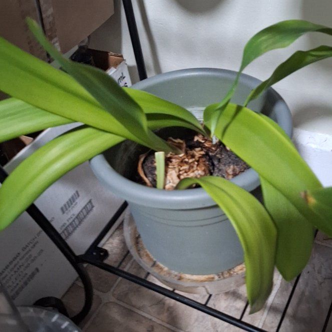 Photo of the plant species Minerva Amaryllis by @SageMingthing85 named Mochi on Greg, the plant care app