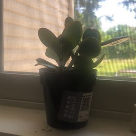 mr hallyboo