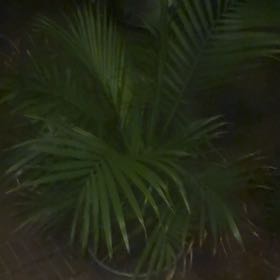 Photo of the plant species Nikau Palm by @BrightDidelta named Miley on Greg, the plant care app