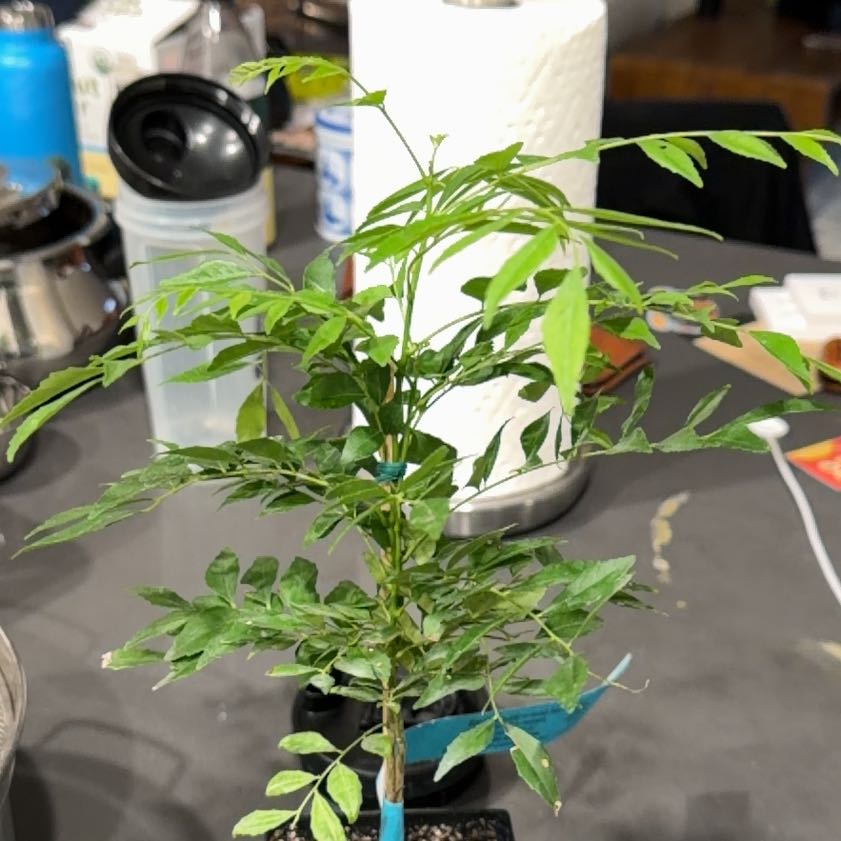 Photo of the plant species Curry Tree by @PureErophaca92 named Rosa on Greg, the plant care app