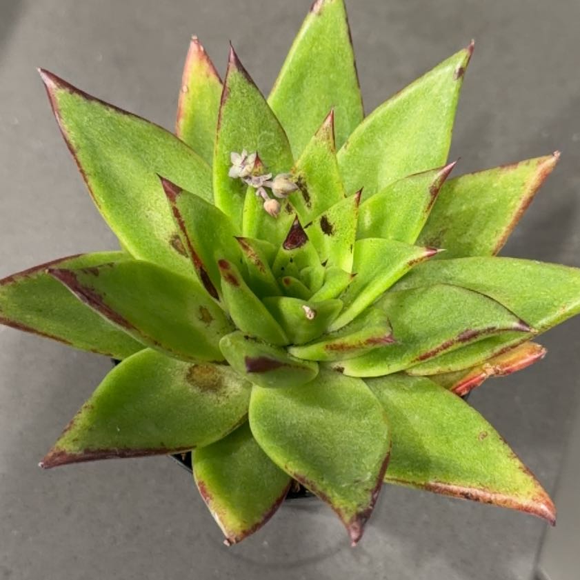 Photo of the plant species Echeveria 'Ebony' by @PureErophaca92 named Plato on Greg, the plant care app