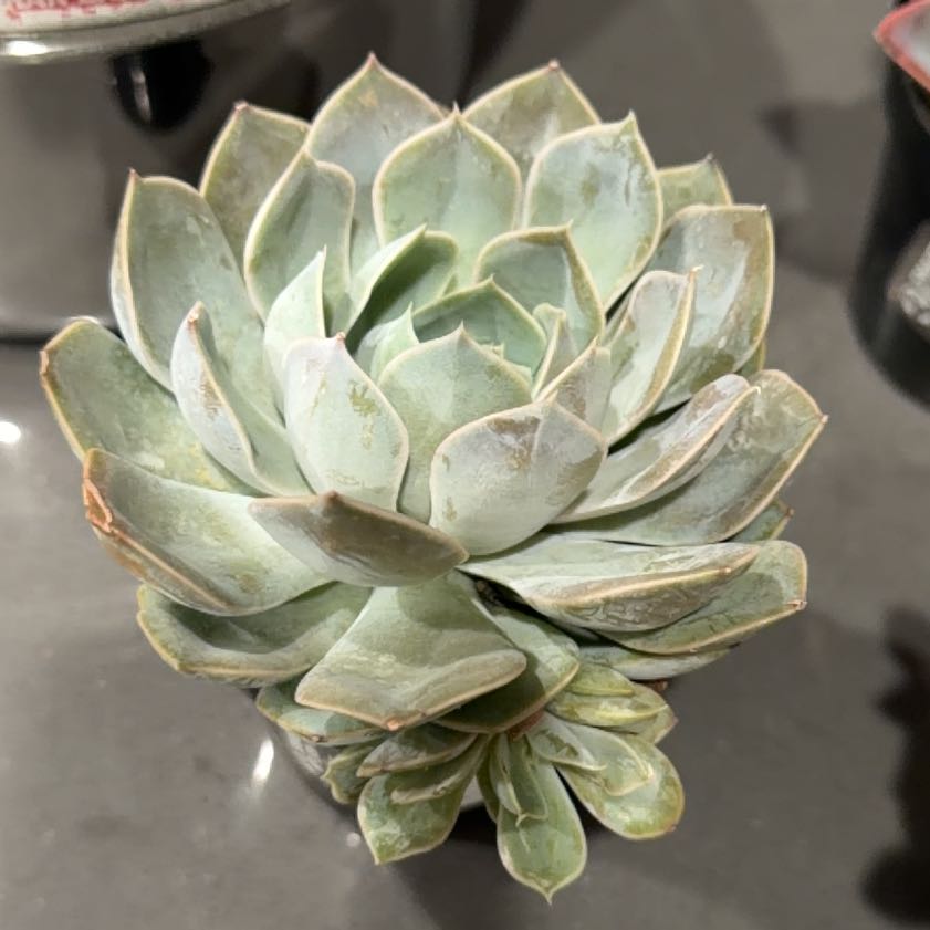 Photo of the plant species Echeveria 'Grande Cinza' by @PureErophaca92 named Maya on Greg, the plant care app