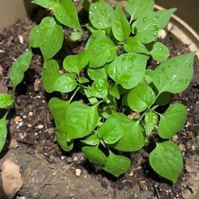 Photo of the plant species Chile Penguin by @DearPlumtree61 named Hamilton on Greg, the plant care app
