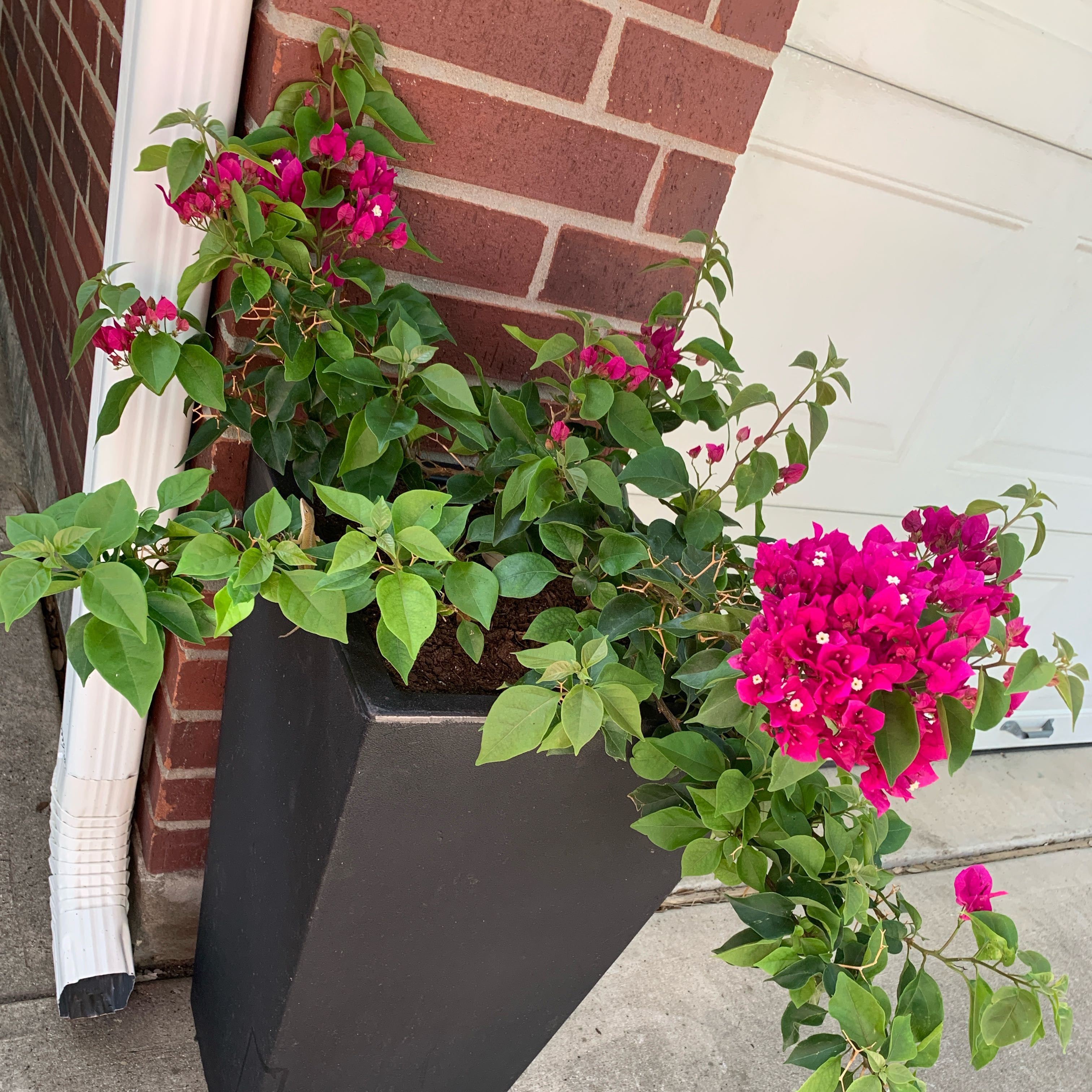 Photo of the plant species Bougainvillea 'Purple Princess' by @EarthyHopsage45 named Girlfrond on Greg, the plant care app