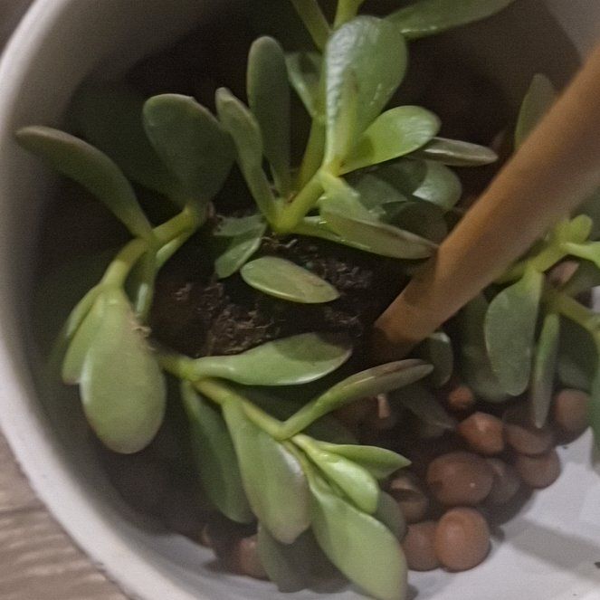 Photo of the plant species Mini Jade by @PrizeSucc10 named Kardashian on Greg, the plant care app