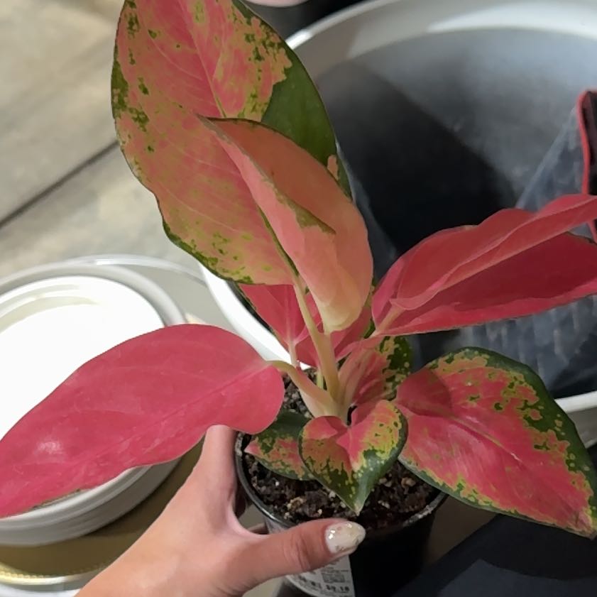 Photo of the plant species Aglaonema 'China Red' by @VocalCorn52 named Ember on Greg, the plant care app