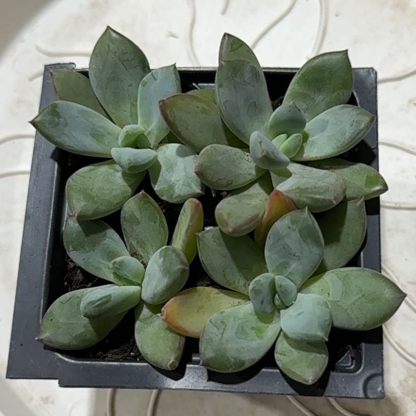 Photo of the plant species Pachyveria 'Blue Quartz' by @VocalCorn52 named Opal on Greg, the plant care app