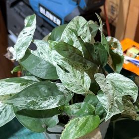 Photo of the plant species Epipremnum 'Split Leaf Glacier' by @VocalCorn52 named Glacier on Greg, the plant care app