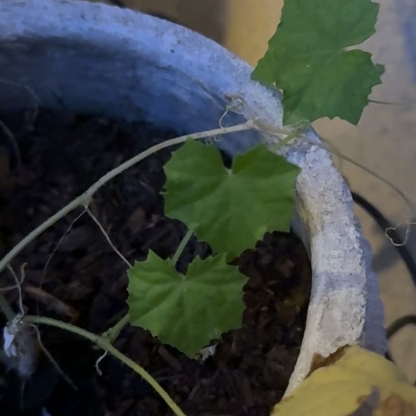Photo of the plant species Creeping Cucumber by @TactfulCalathea named Lebron on Greg, the plant care app