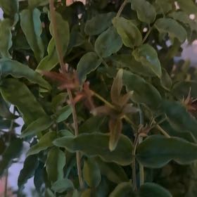 Photo of the plant species Pink Jasmine by @TactfulCalathea named Jasmin on Greg, the plant care app