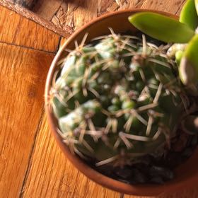 Photo of the plant species Brain Cactus by @MeekEndive65 named Planty on Greg, the plant care app