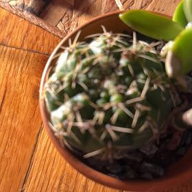 Photo of the plant species Brain Cactus by @MeekEndive65 named Terra on Greg, the plant care app