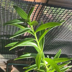 Photo of the plant species Tiger Lily by @RadDaisybush30 named Tupot amaroot on Greg, the plant care app