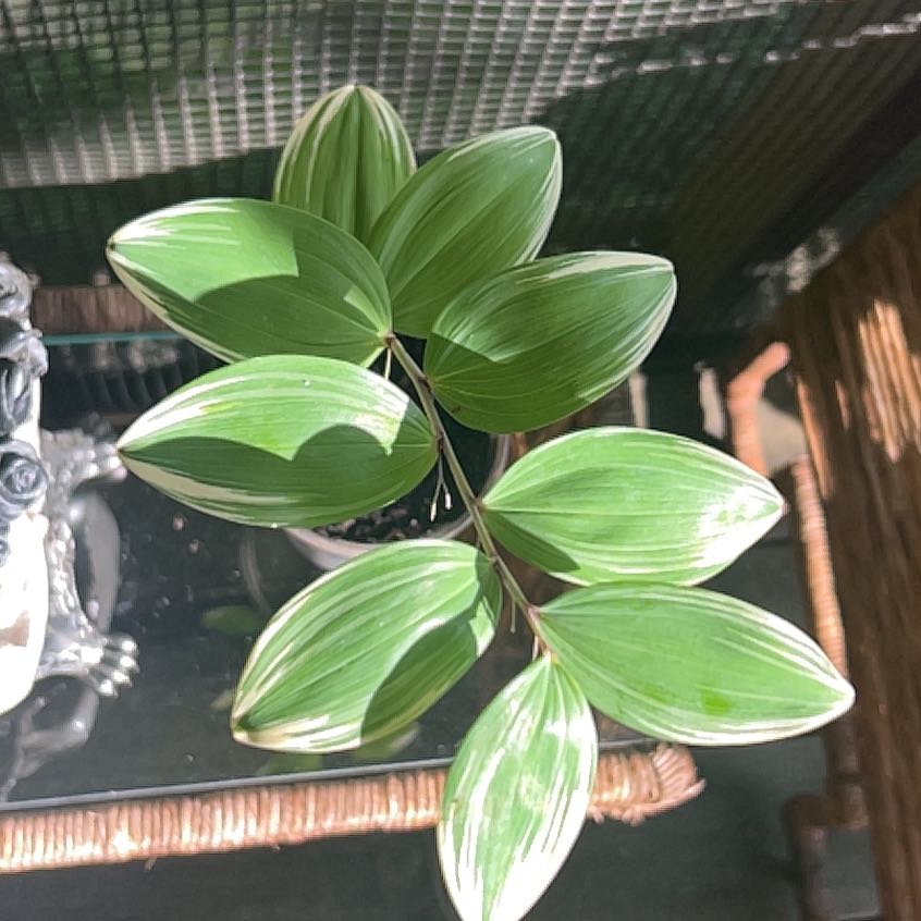 Photo of the plant species Angular Solomon's Seal by @RadDaisybush30 named Diana on Greg, the plant care app