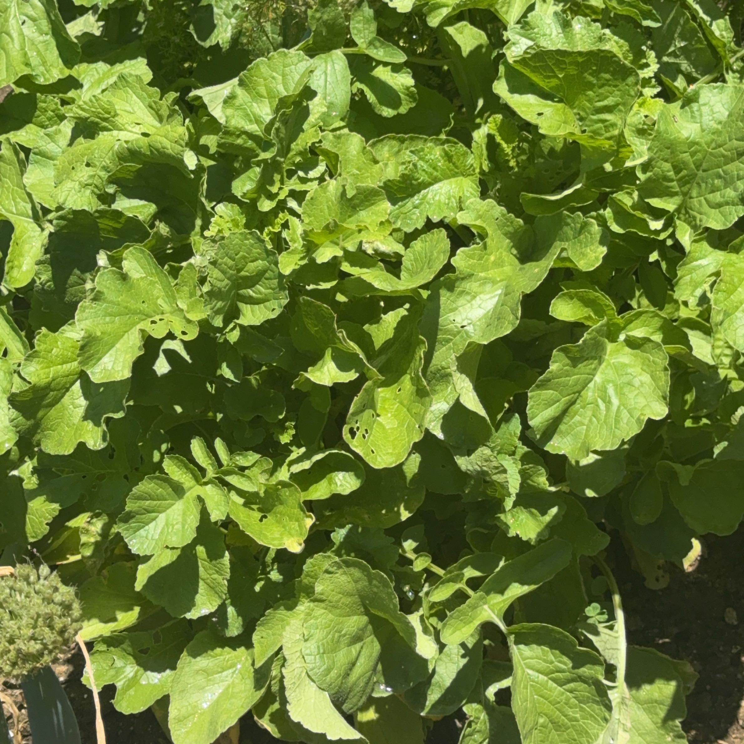 Photo of the plant species Water Cress by @JazzedKale80 named Stella on Greg, the plant care app