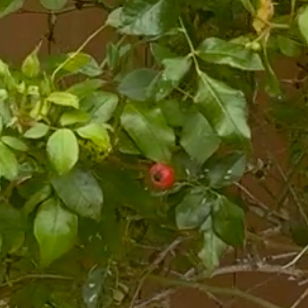 Photo of the plant species Brush Cherry by @JazzedKale80 named Huckleberry Fern on Greg, the plant care app