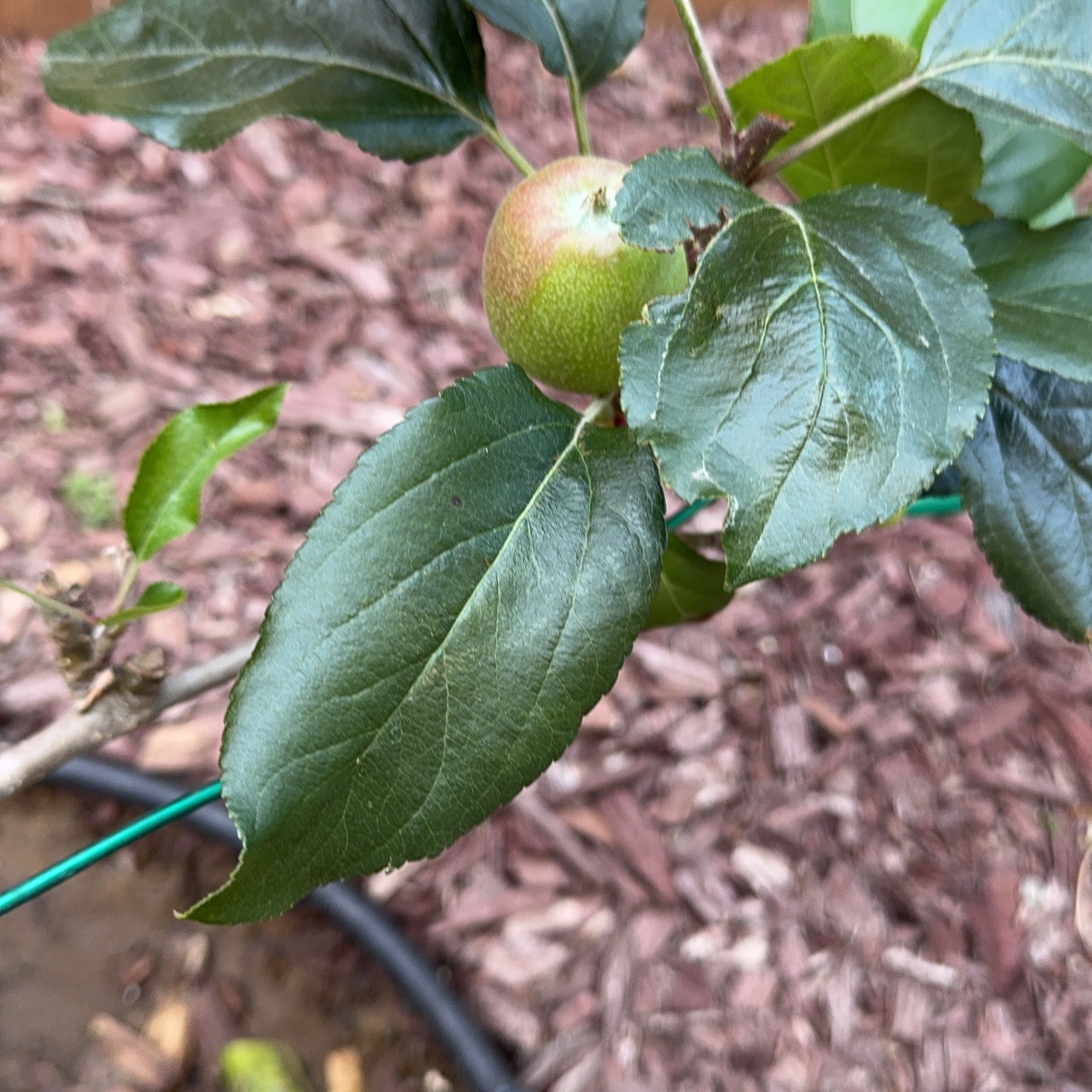 Photo of the plant species Apple by @JazzedKale80 named Homer on Greg, the plant care app