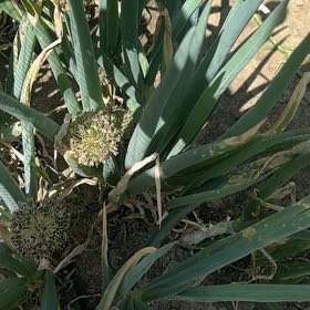 Photo of the plant species Bulb Onion by @JazzedKale80 named Mollie on Greg, the plant care app