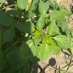Photo of the plant species Philadelphia Groundcherry by @JazzedKale80 named Hemingway on Greg, the plant care app