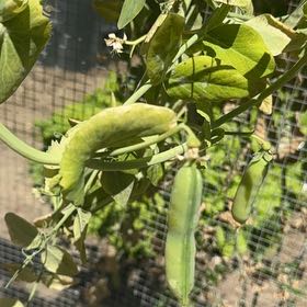 Photo of the plant species Peas by @JazzedKale80 named Girlfrond on Greg, the plant care app