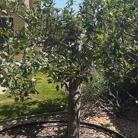 Photo of the plant species Apple by @JazzedKale80 named da Vinci on Greg, the plant care app