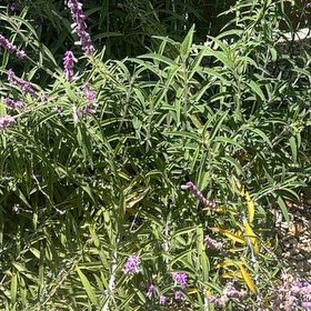 Photo of the plant species Mexican Bush Sage by @JazzedKale80 named Hamilton on Greg, the plant care app