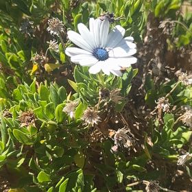 Photo of the plant species Weather Prophet by @JazzedKale80 named Captain Plant-it on Greg, the plant care app