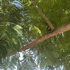 Photo of the plant species Jacaranda by @JazzedKale80 named Harmony on Greg, the plant care app