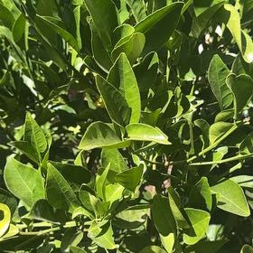 Photo of the plant species Watergum by @JazzedKale80 named LiloStitch on Greg, the plant care app