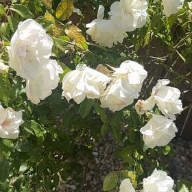 Photo of the plant species Scotch Rose by @JazzedKale80 named Tolkien on Greg, the plant care app