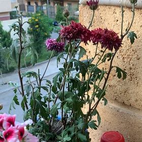 Photo of the plant species China Aster by @PersuasiveIvy95 named Sproutacus on Greg, the plant care app