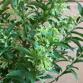 Photo of the plant species Night-Blooming Jessamine by @PersuasiveIvy95 named Rainier on Greg, the plant care app